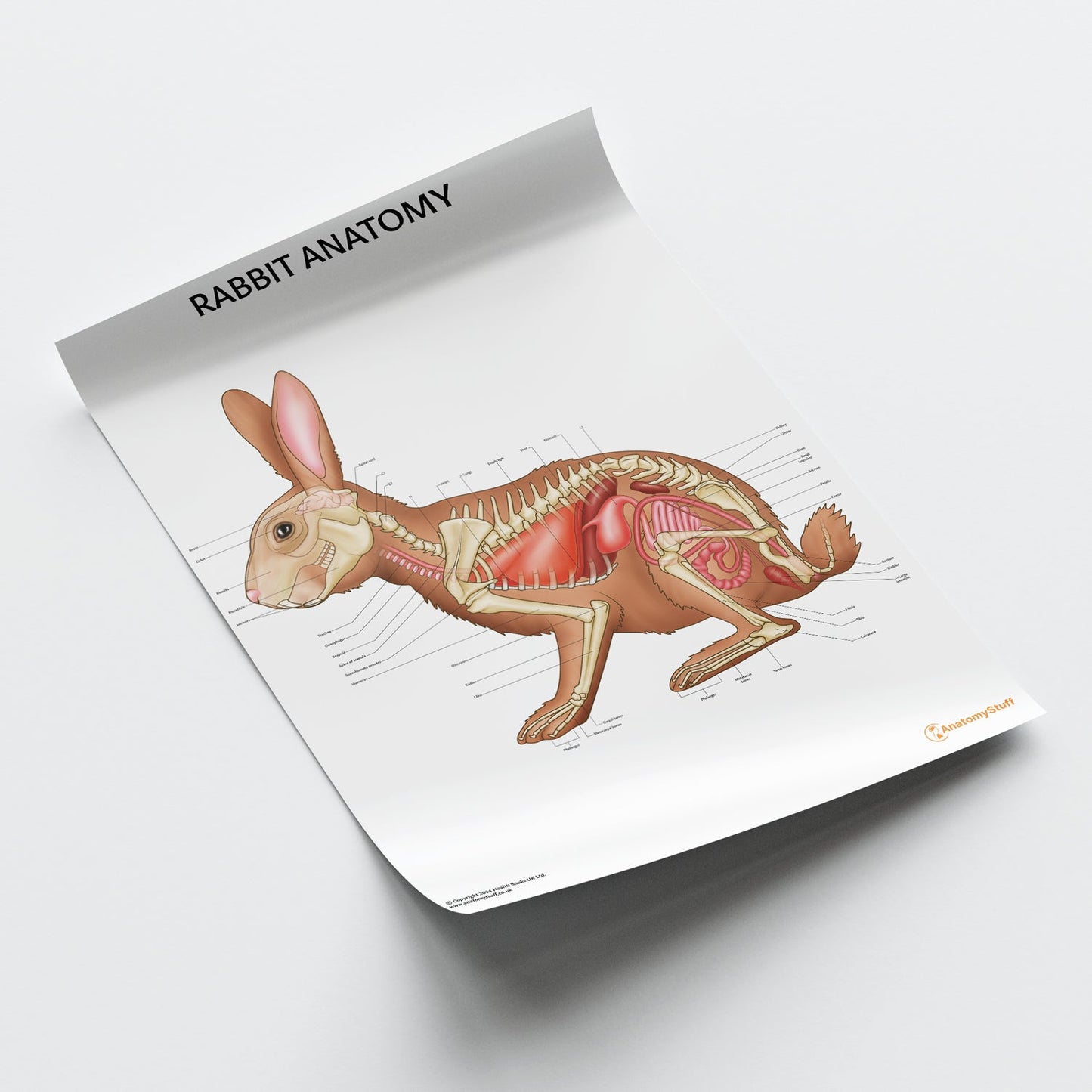 Rabbit Anatomy Chart / Poster