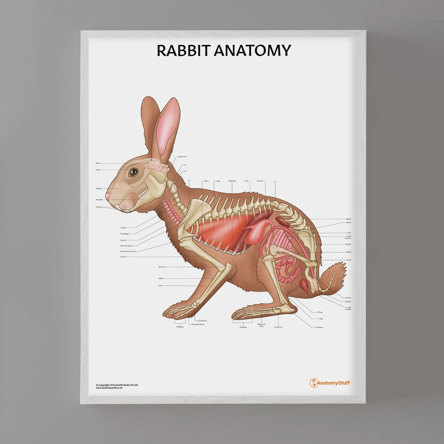 Rabbit Anatomy Chart / Poster