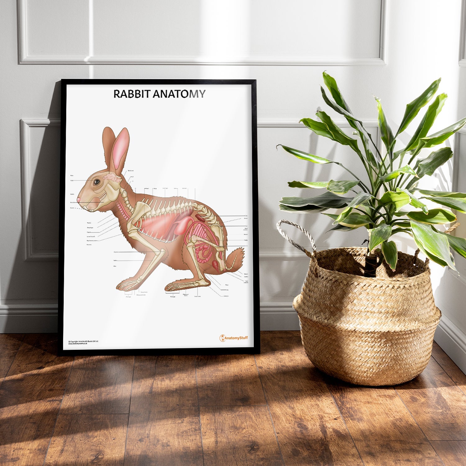 Rabbit Anatomy Chart / Poster