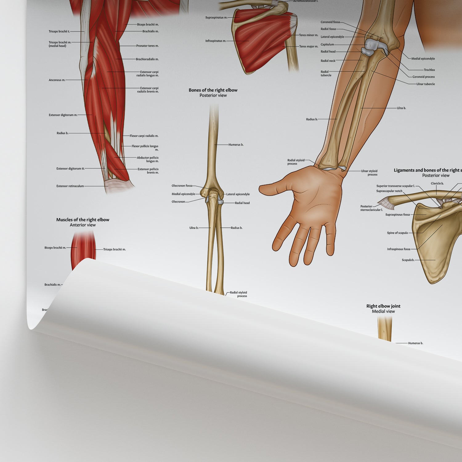 Shoulder & Elbow Anatomy Chart / Poster