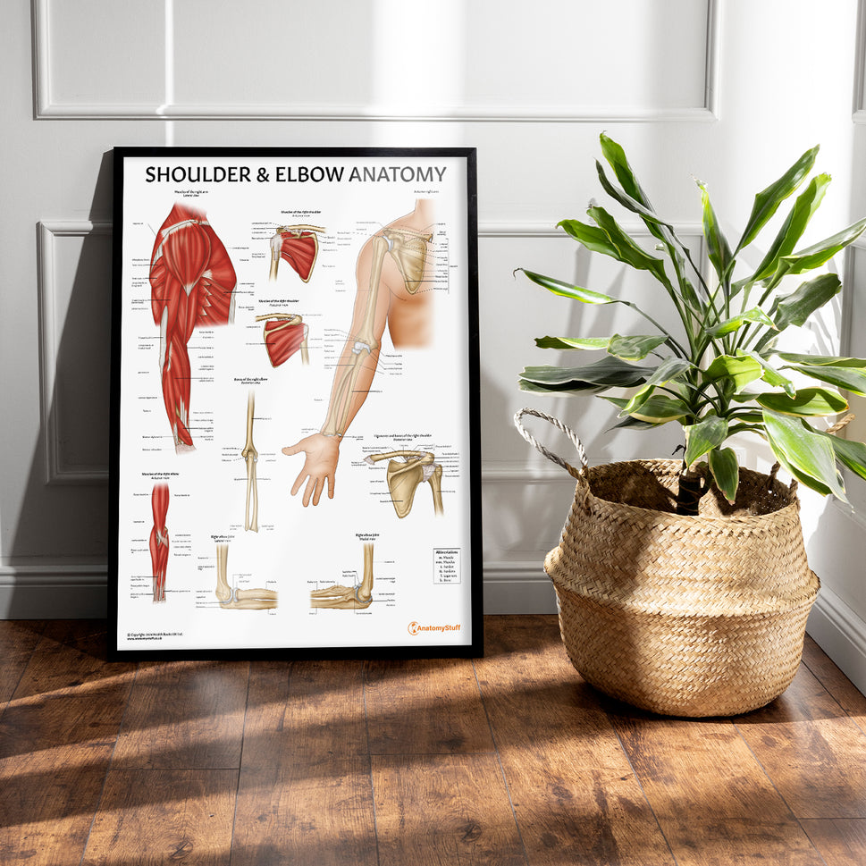 Shoulder & Elbow Anatomy Chart / Poster