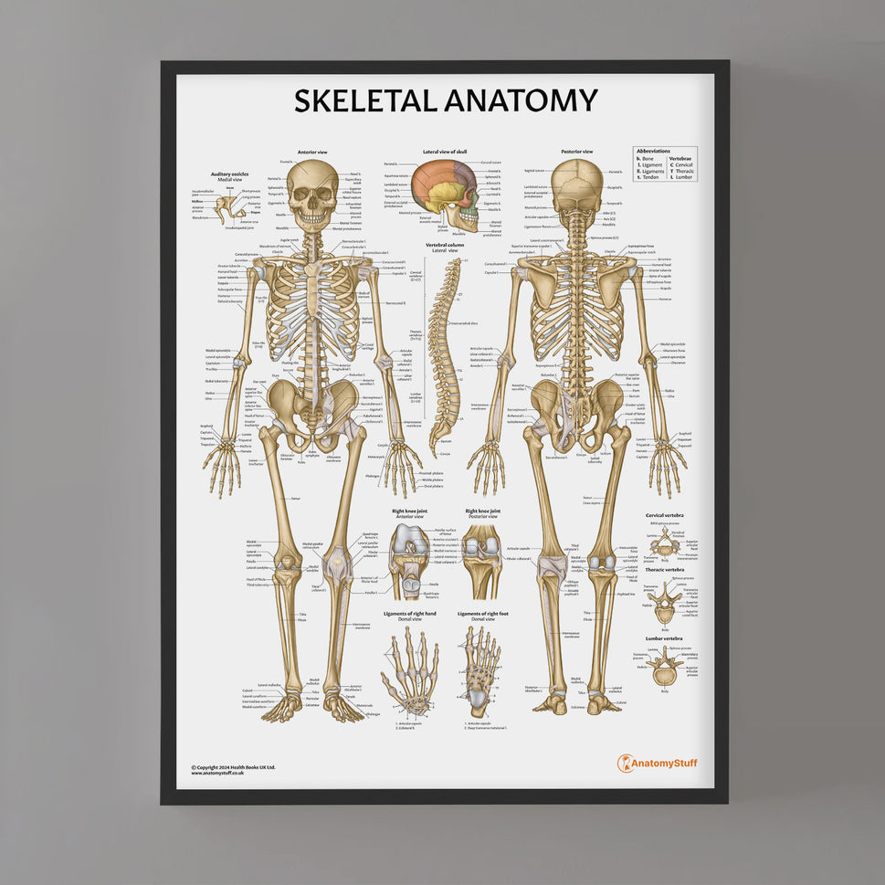 Skeletal Anatomy Chart / Poster