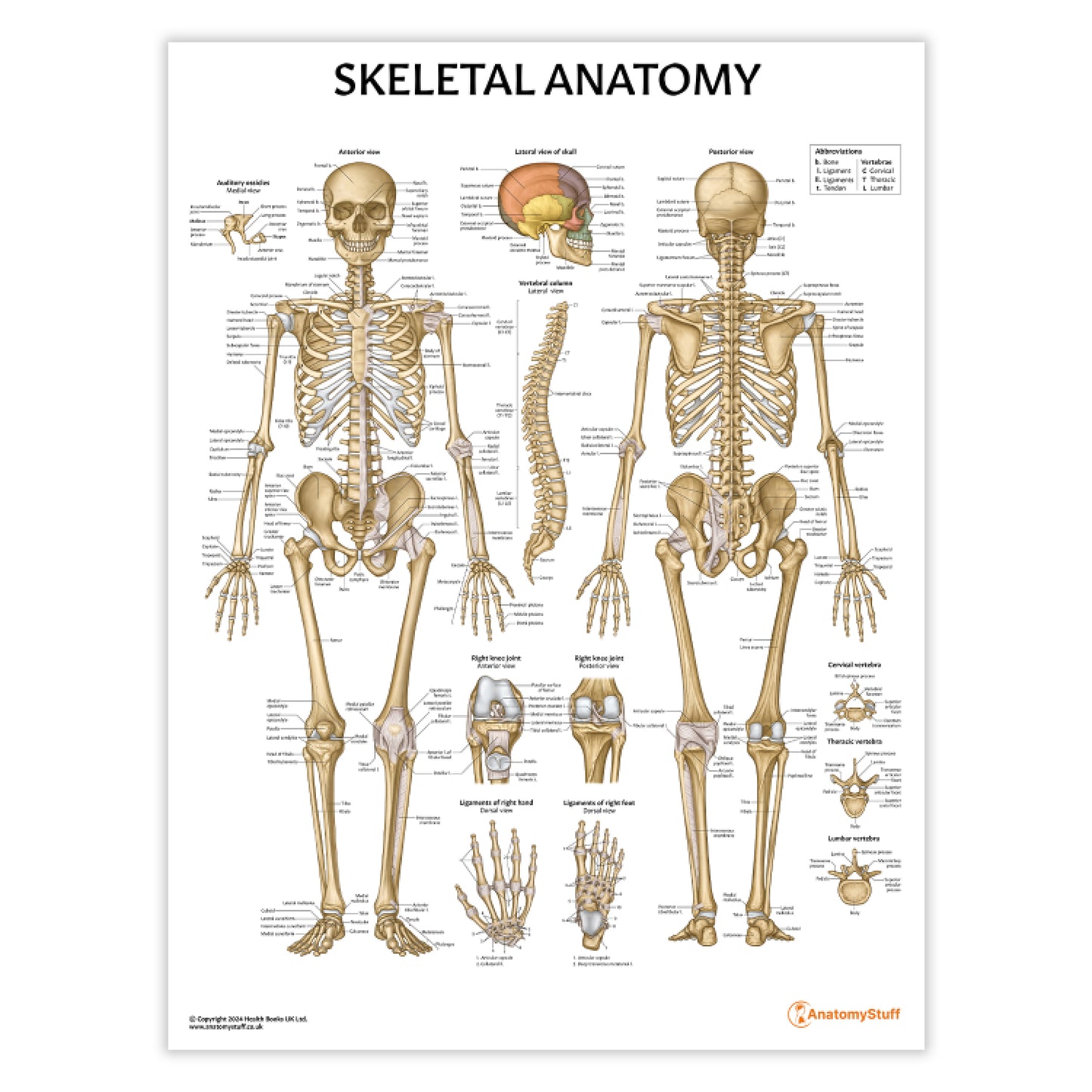 Skeletal Anatomy Chart / Poster