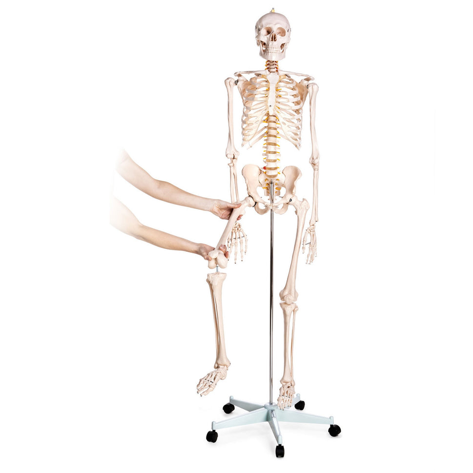 Budget Life-Size Skeleton Model