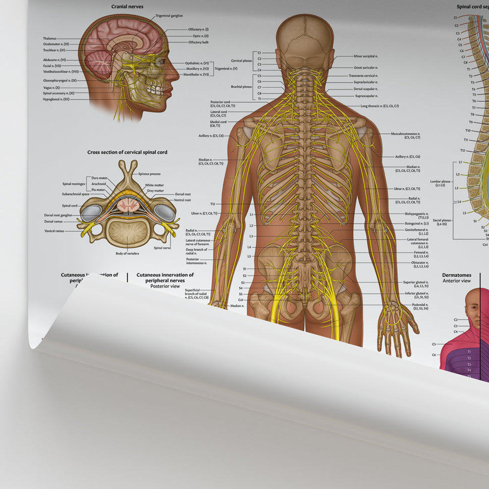 Spinal Nerve Anatomy Chart / Poster