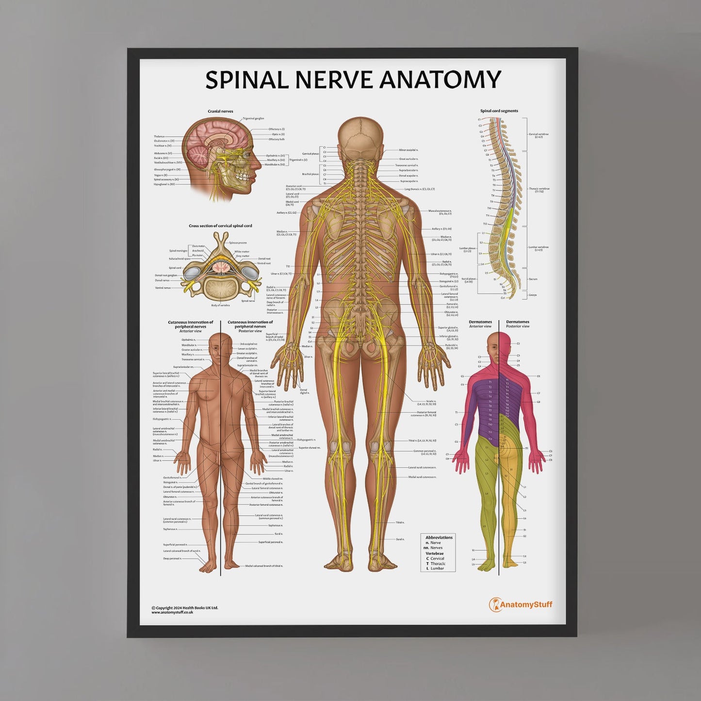 Spinal Nerve Anatomy Chart / Poster