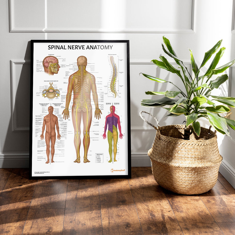 Spinal Nerve Anatomy Chart / Poster