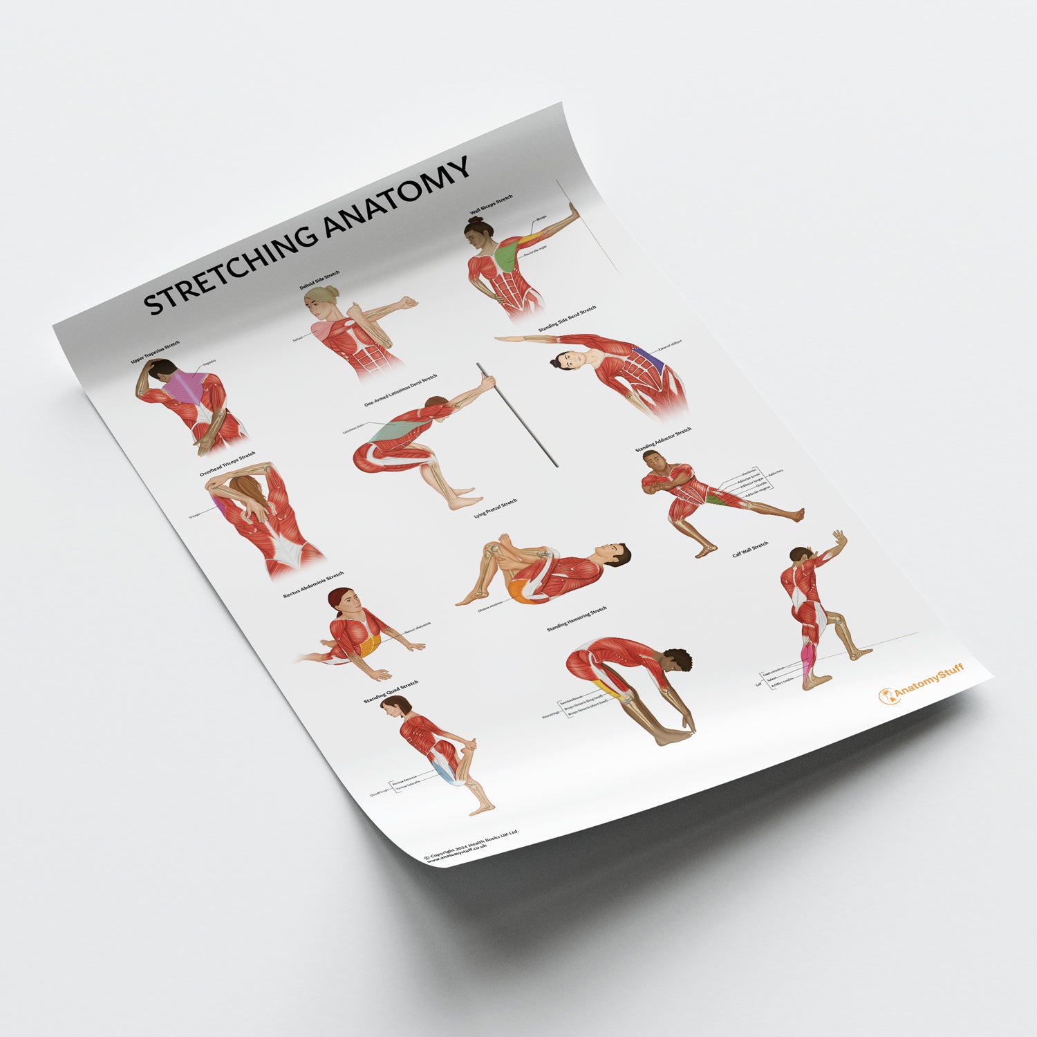 Stretching Anatomy Chart / Poster