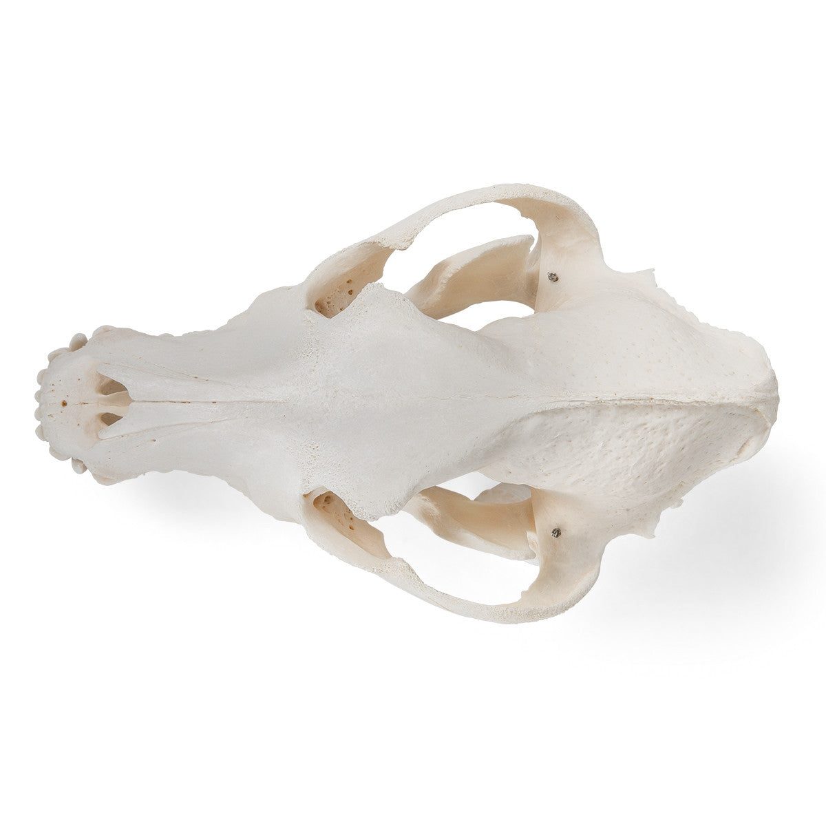This dog skull has flexible mounting to enable natural movement of the jaw.