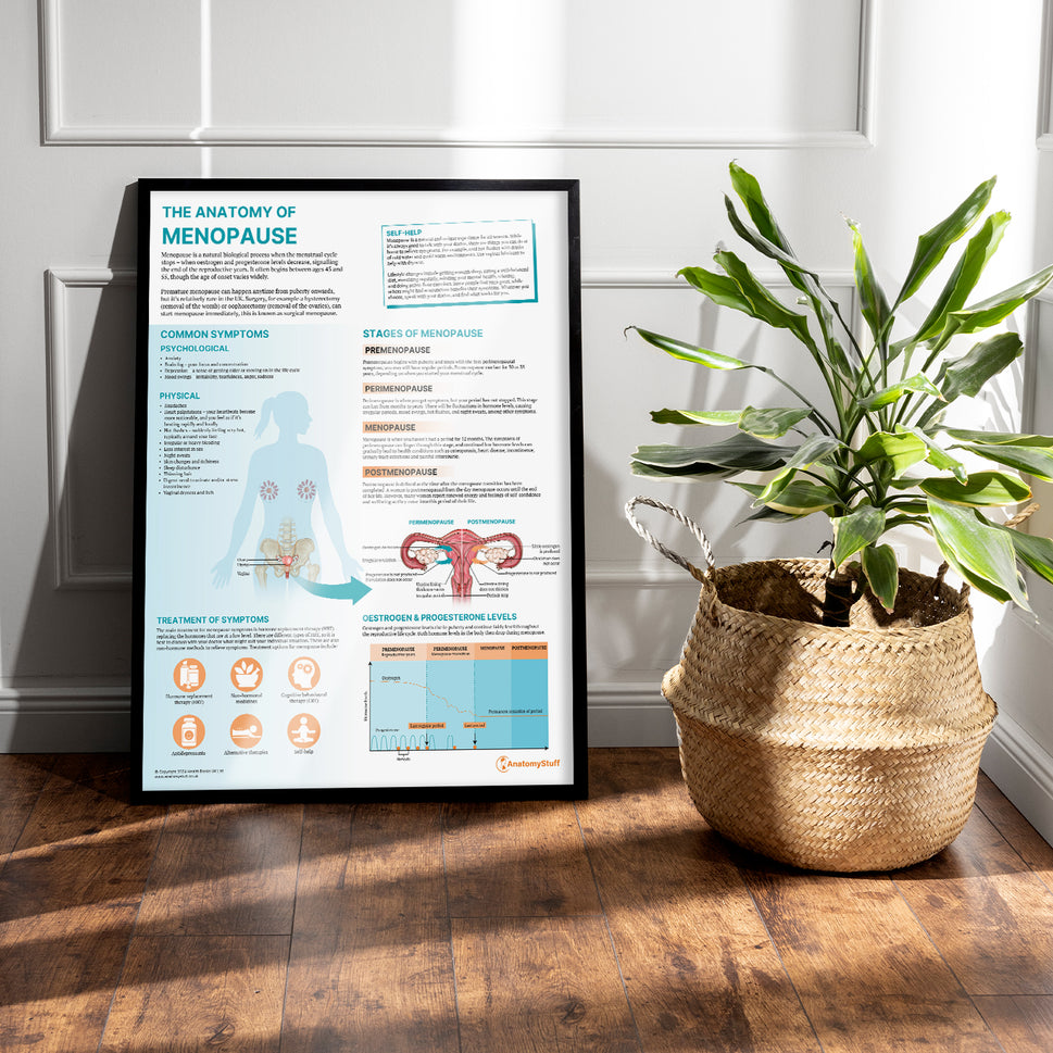 The Anatomy of Menopause Chart / Poster