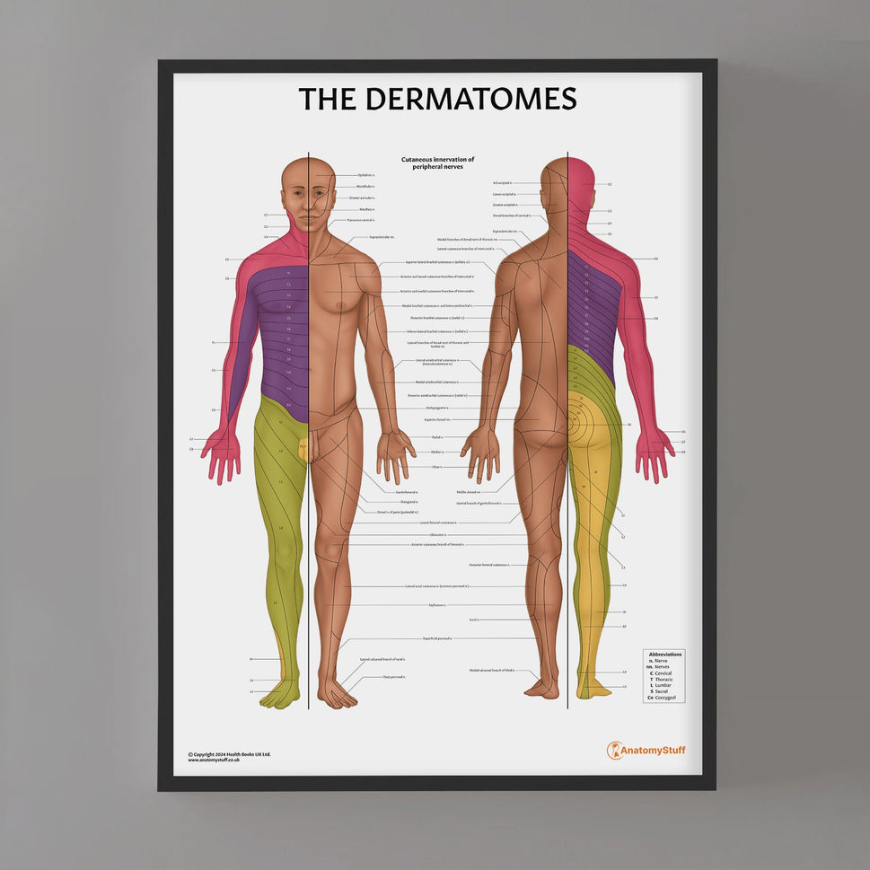 The Dermatomes Anatomy Chart / Poster