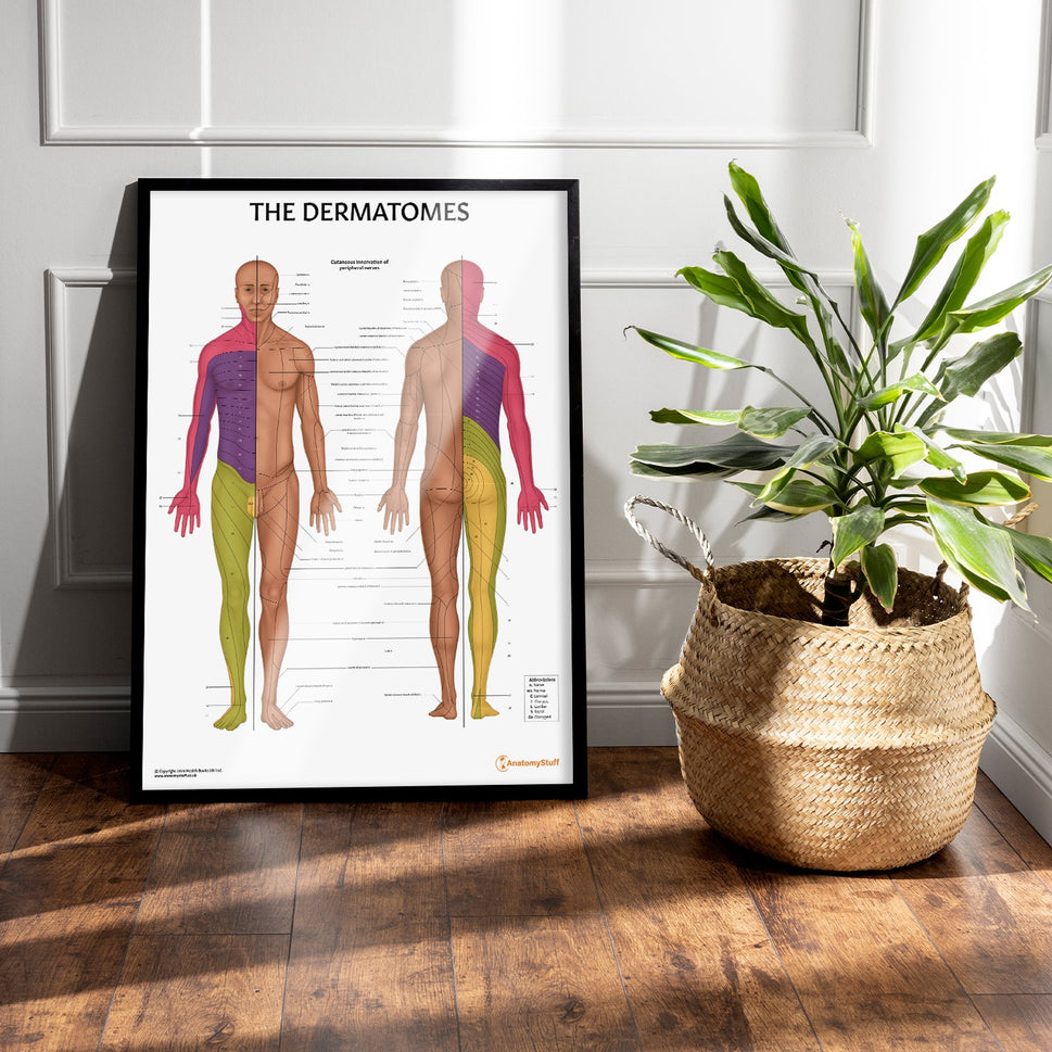 The Dermatomes Anatomy Chart / Poster