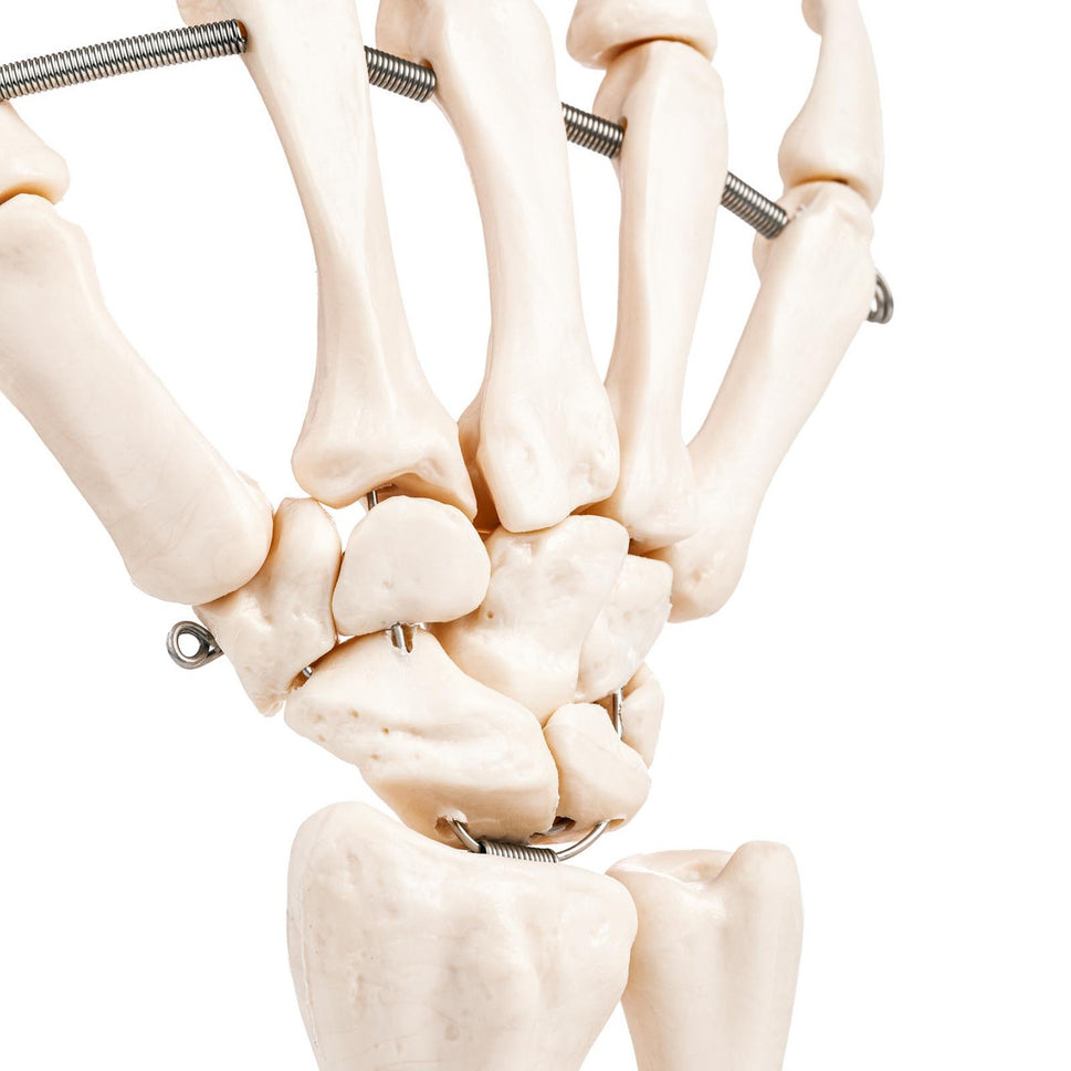 Budget Hand and Wrist Joint Model