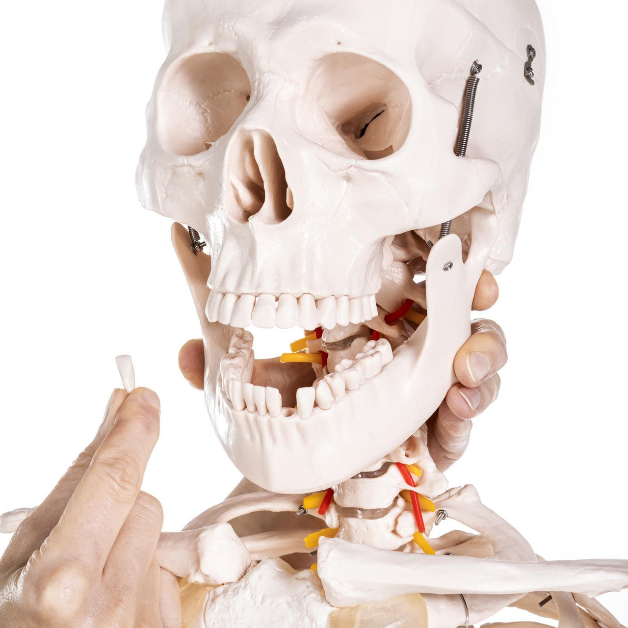 Budget Life-Size Skeleton Model